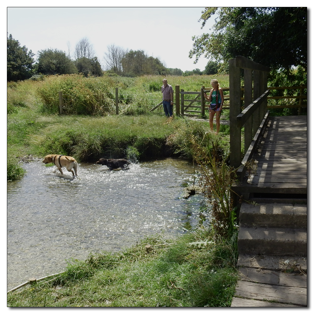 Fishbourne Mill Pond, Dog Bath