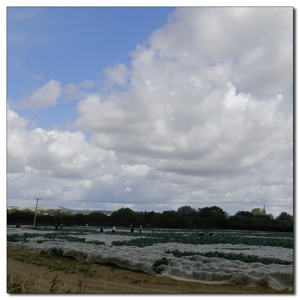 Fishbourne Mill Pond, Getting the crops in