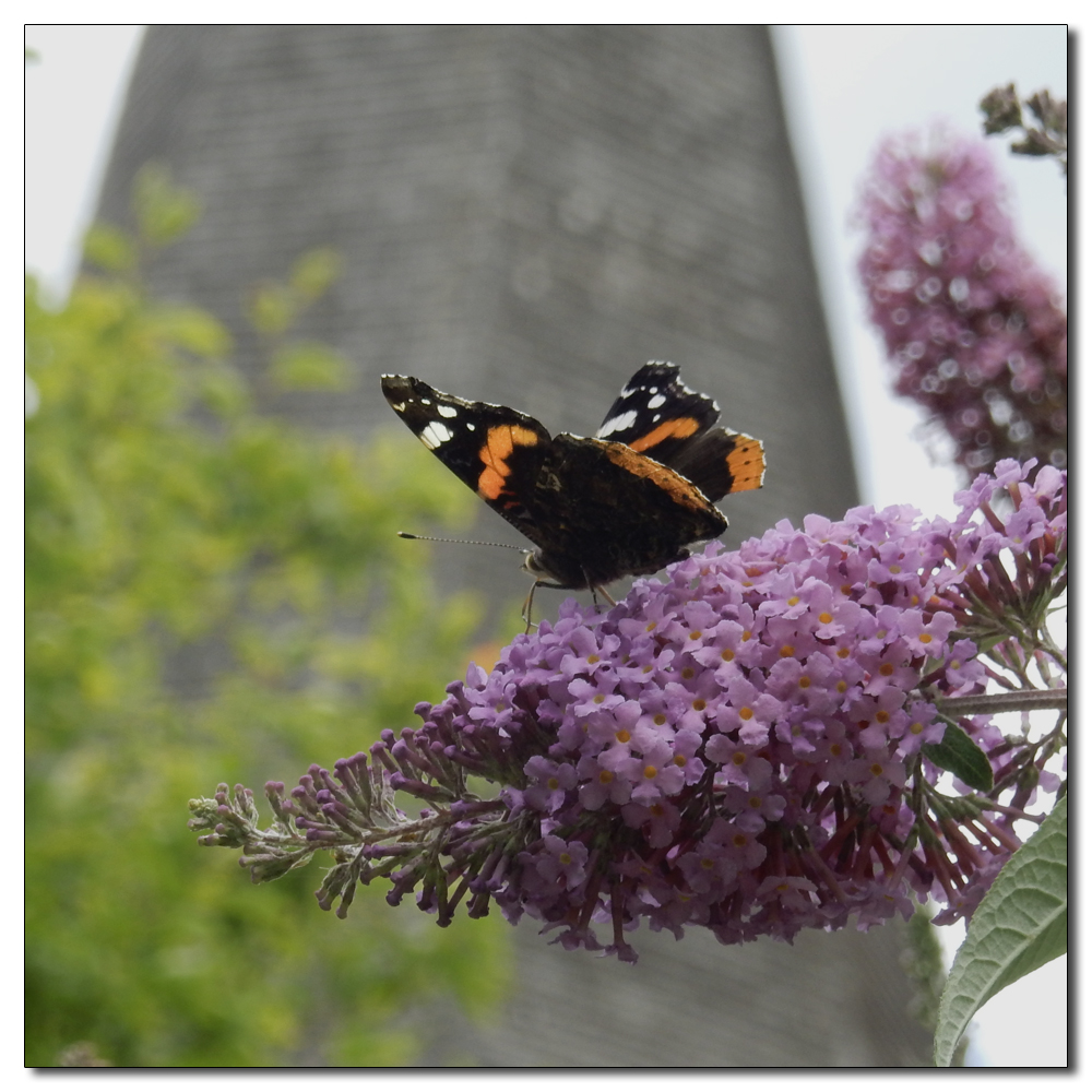 Causeway Houses & St Mary's, Red Admiral (Vanessa atalanta)