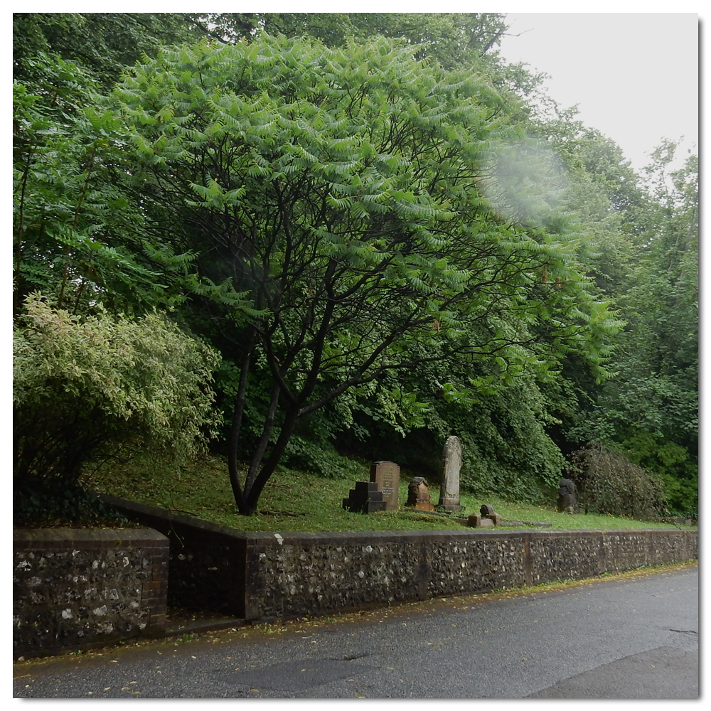 Forgotten graves of Woodvale, 