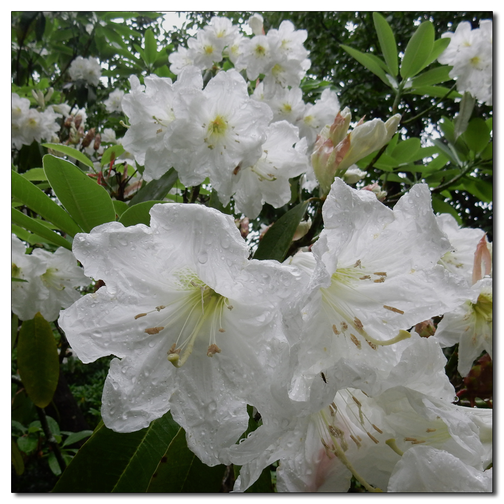 Wakehurst in the rain, 