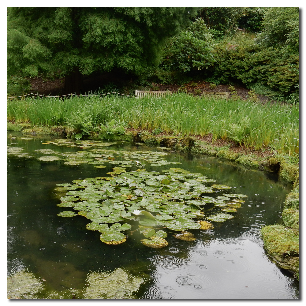 Wakehurst in the rain, 