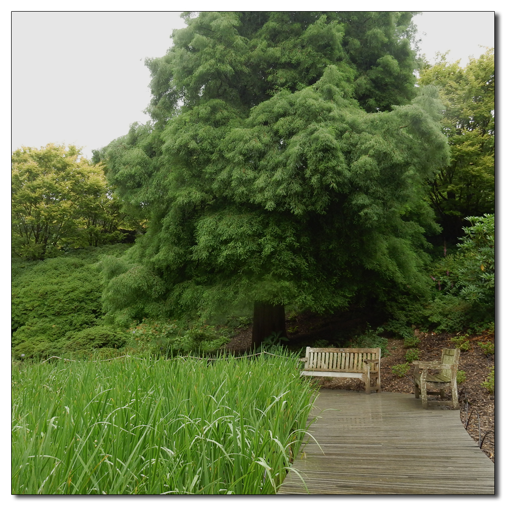 Wakehurst in the rain, 