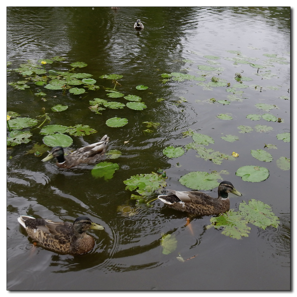 Wakehurst in the rain, 