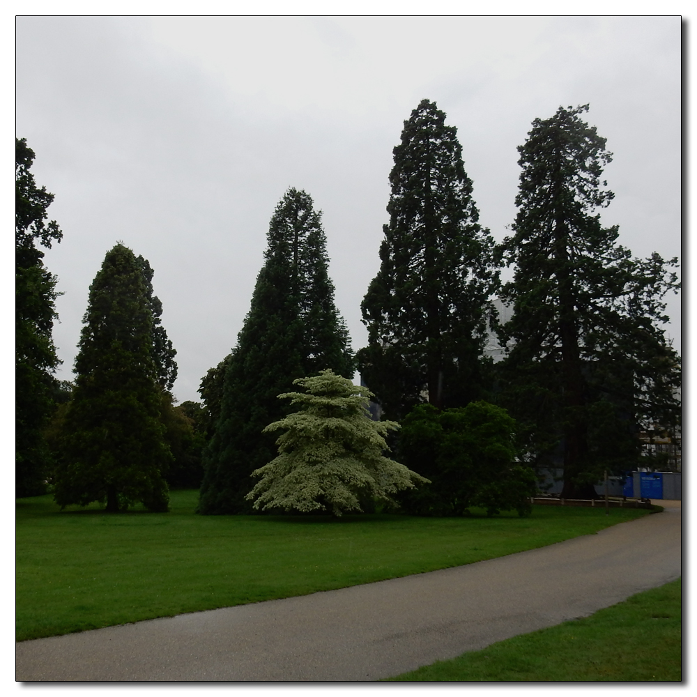 Wakehurst in the rain, 