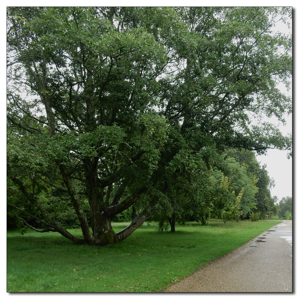 Wakehurst in the rain, 