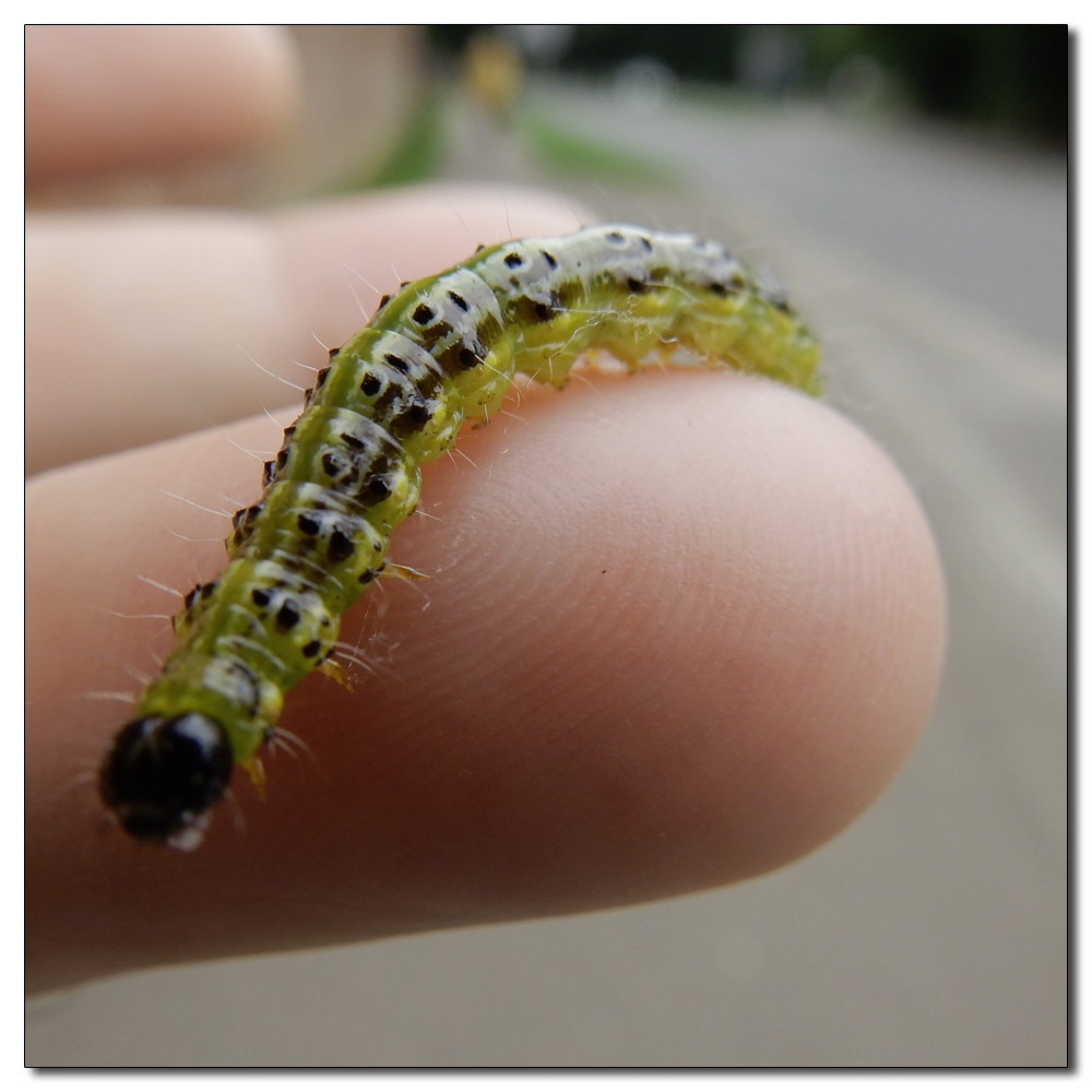 Bishop's Palace Garden, Box-tree-caterpillar