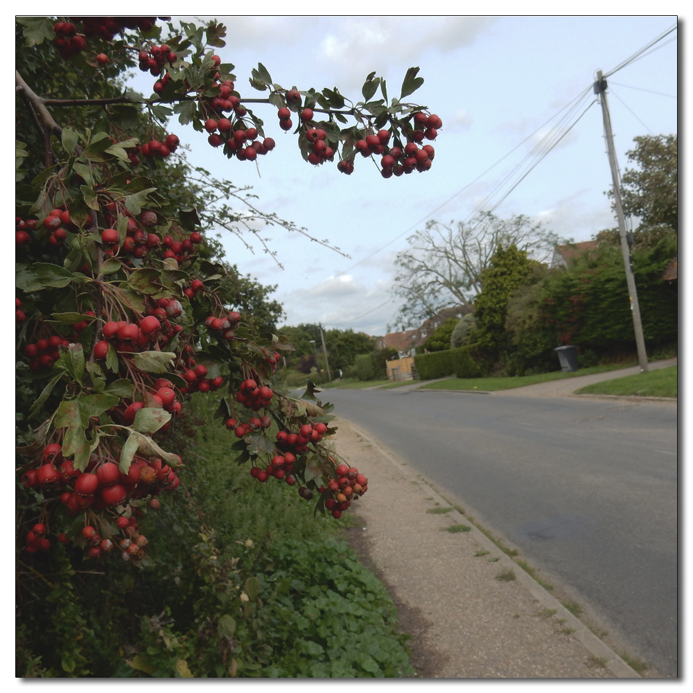 Berries and fruits of summer, 