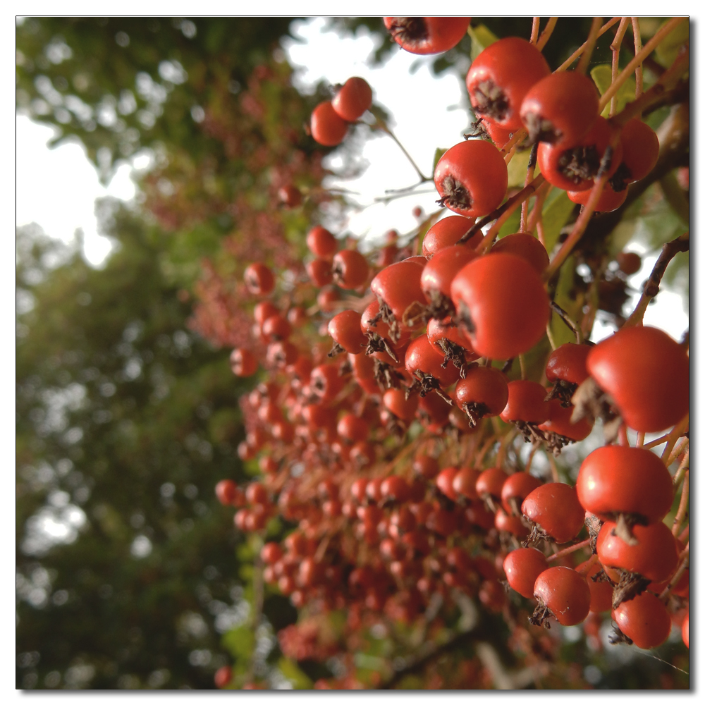 Berries and fruits of summer, 