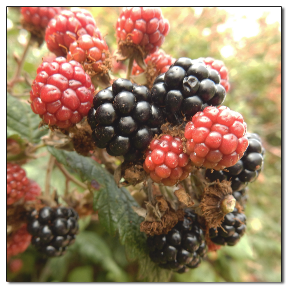 Berries and fruits of summer, 