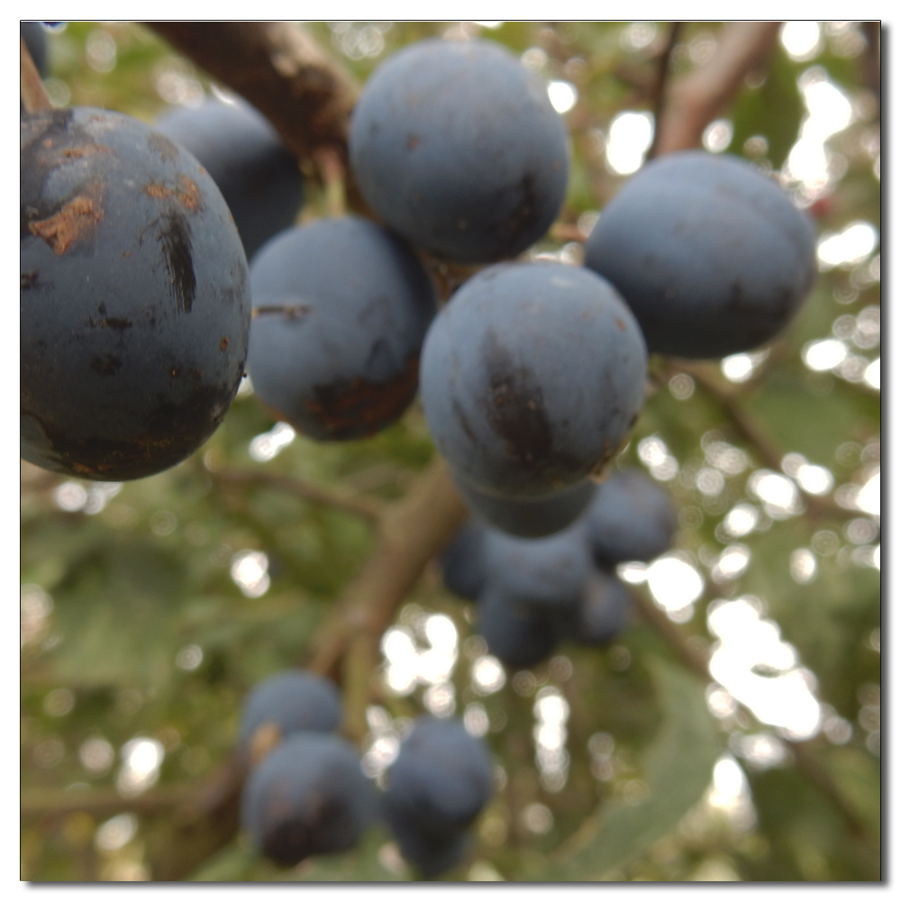 Berries and fruits of summer, 