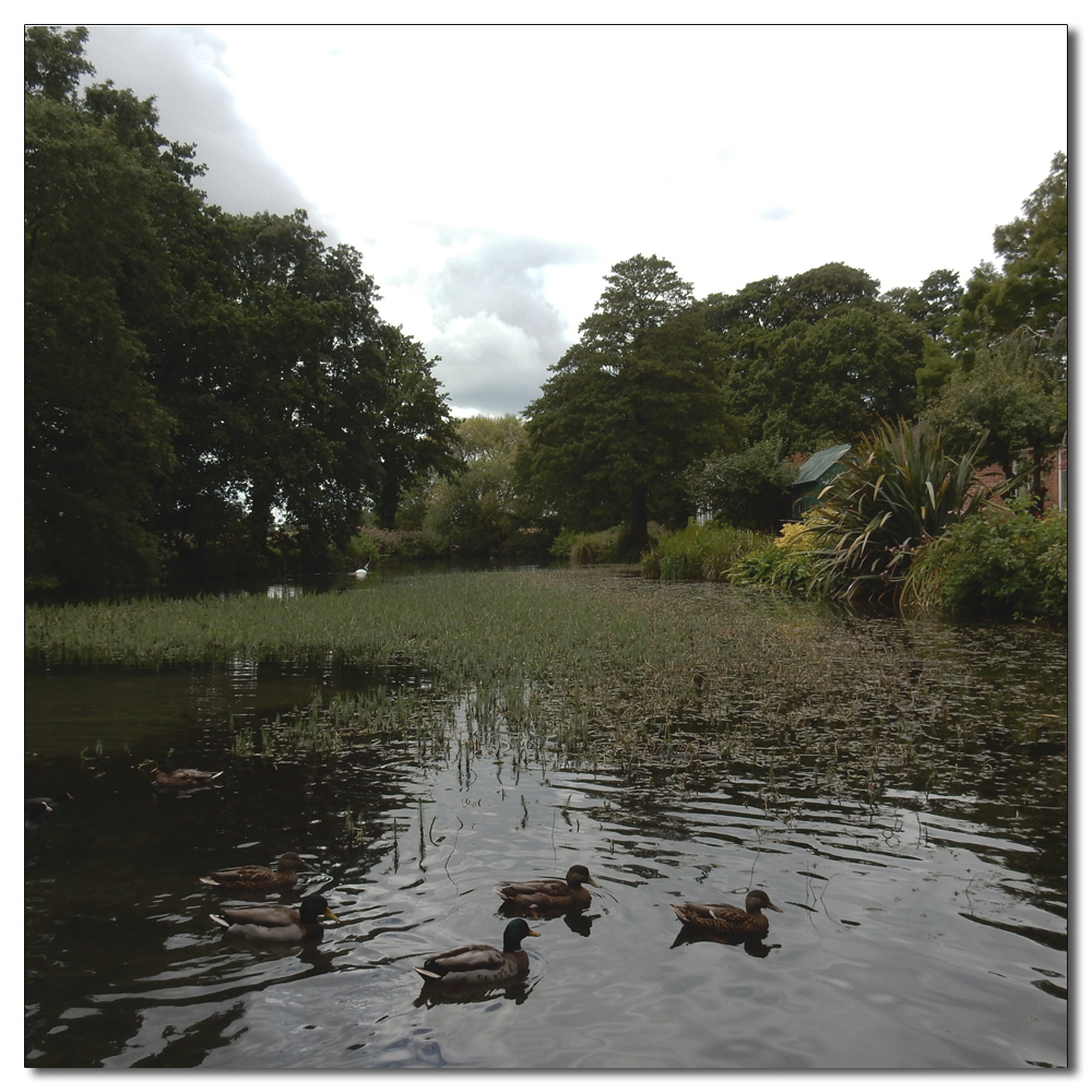 Fishbourne Mill Pond, 