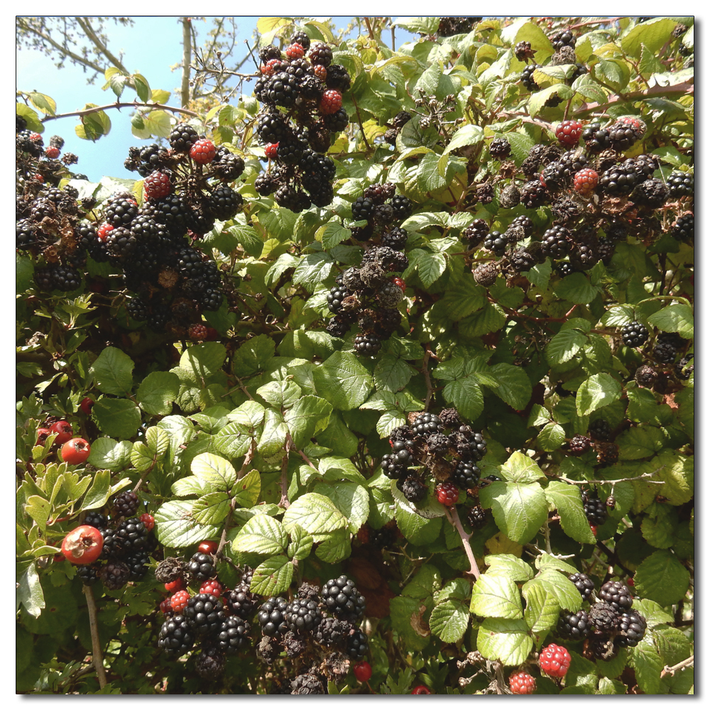 Fruit Picking, 