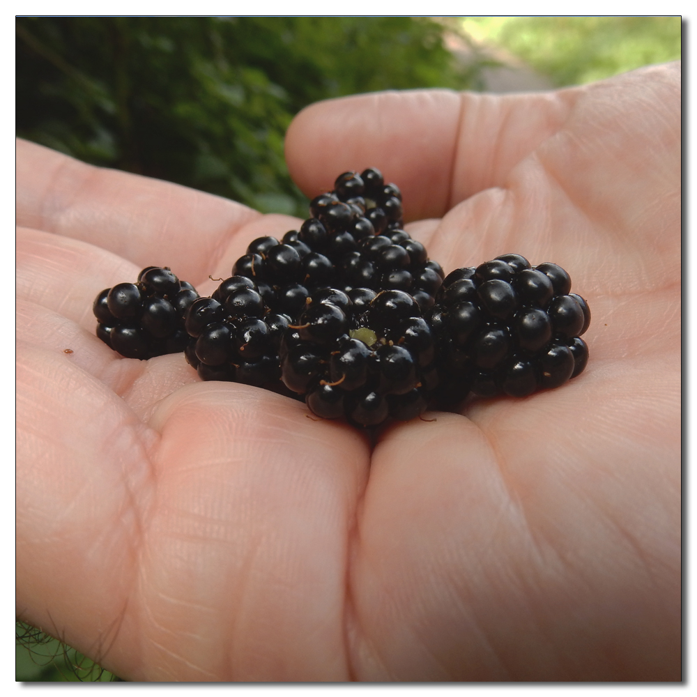 Fruit Picking, 