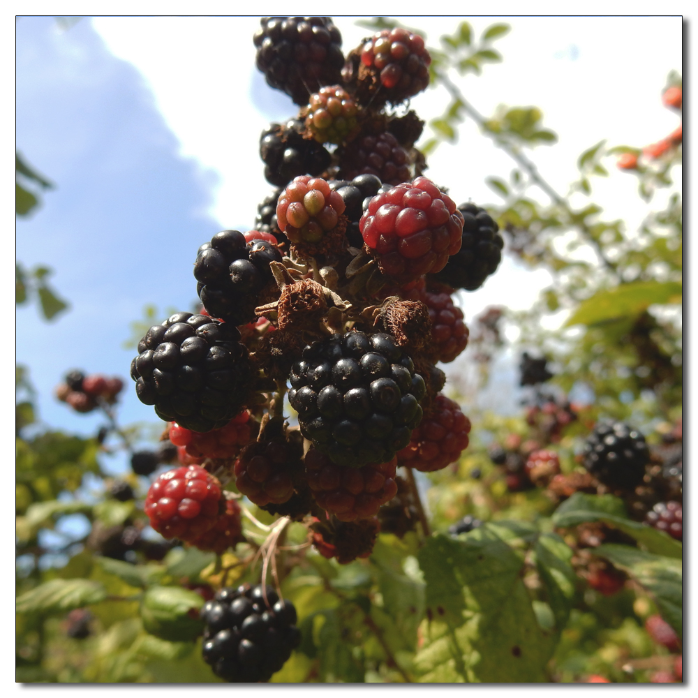 Fruit Picking, 