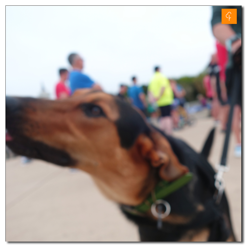 Littlehampton Jurassic Parkrun, 155, 