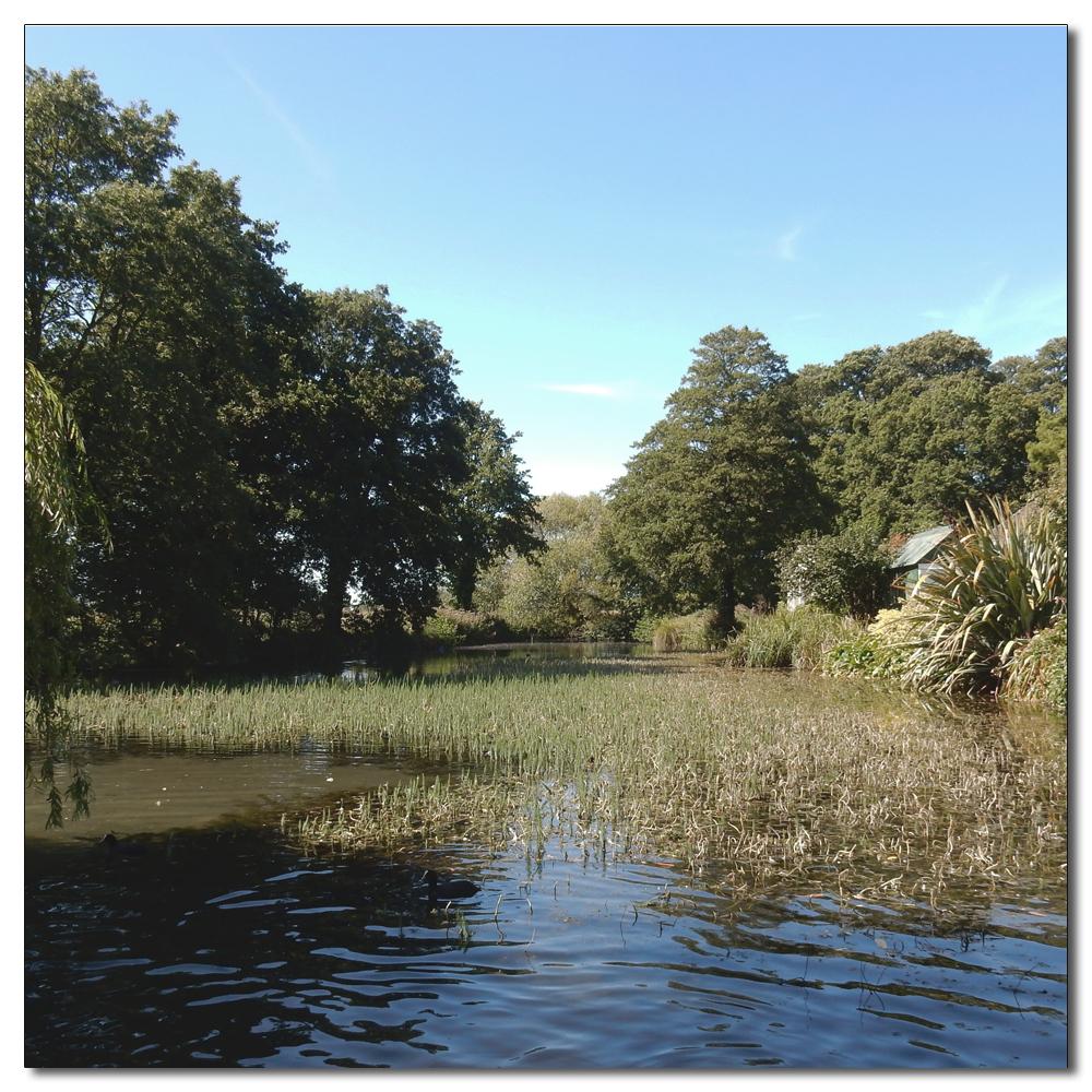 Ducks on Fishbourne Mill Pond, 