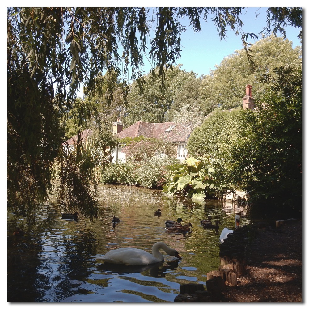 Ducks on Fishbourne Mill Pond, 