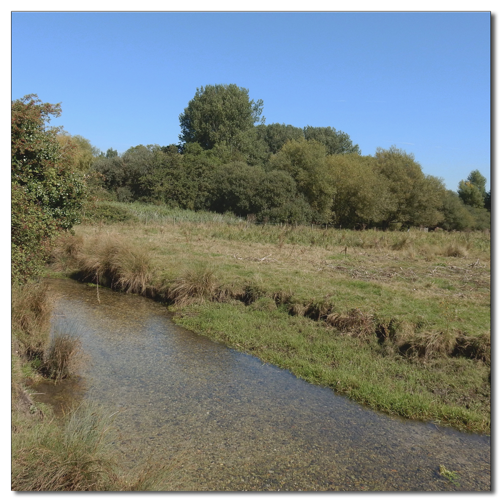 Ducks on Fishbourne Mill Pond, 