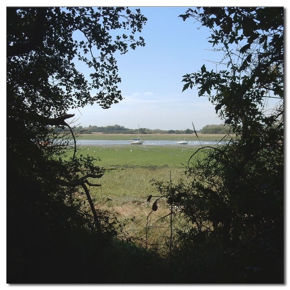 Cows in the shade, 