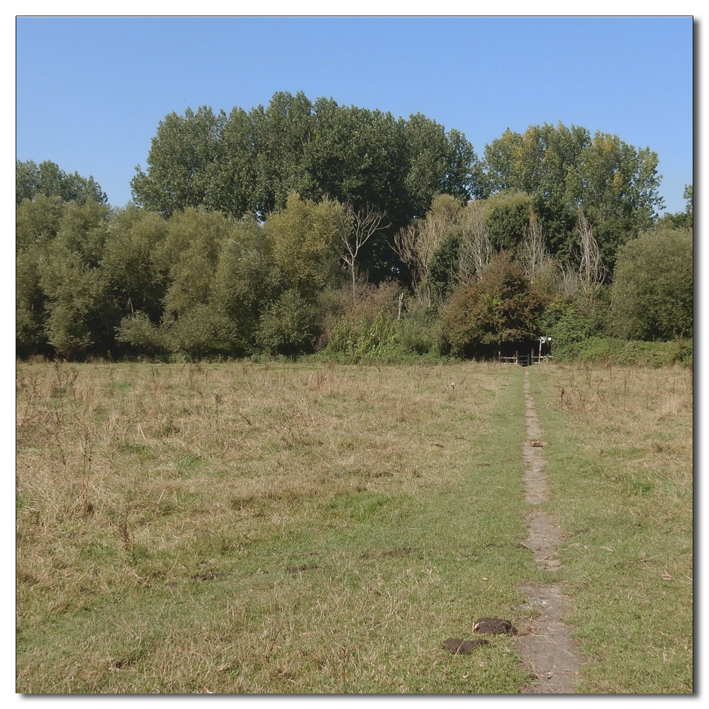 Cows in the shade, 