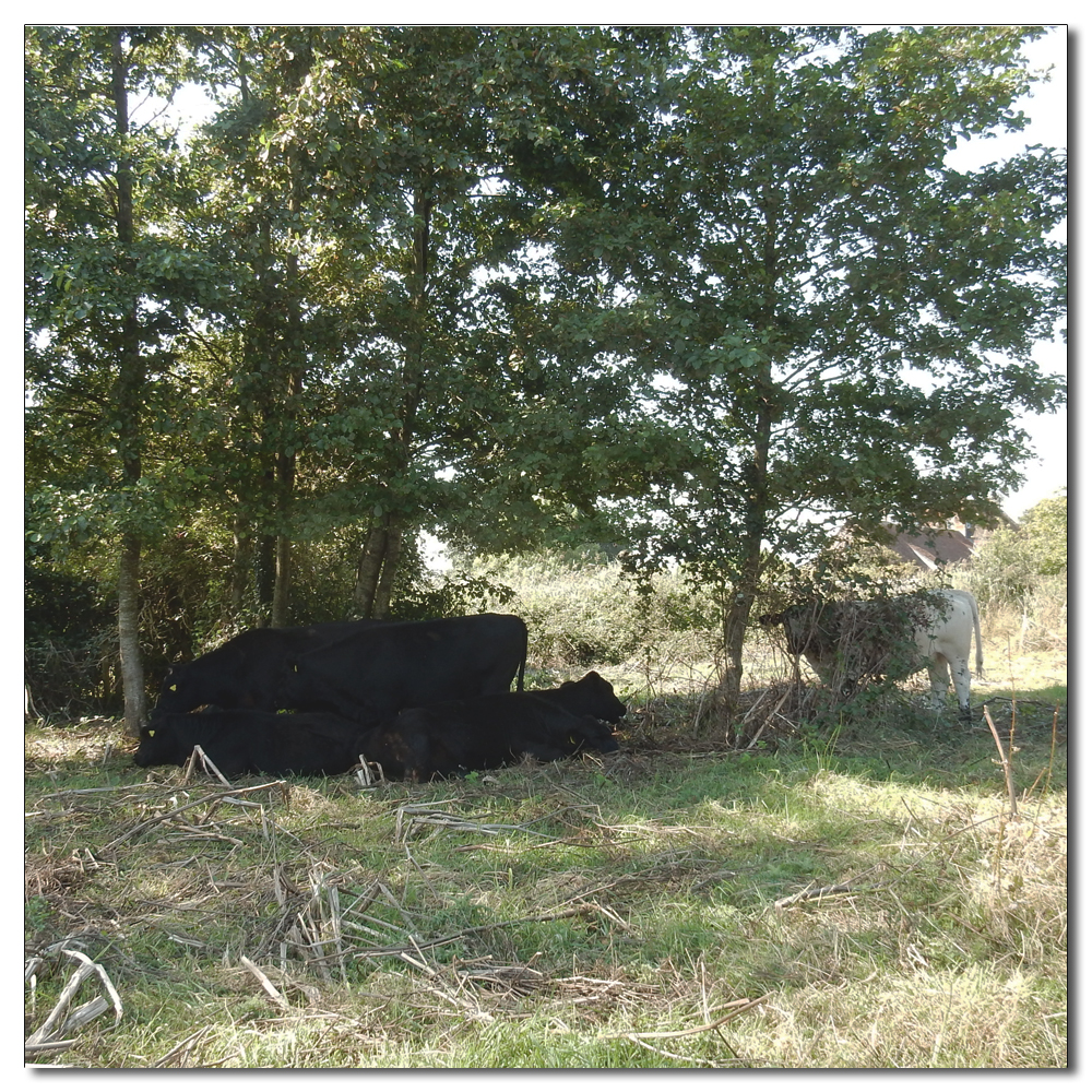 Cows in the shade, 