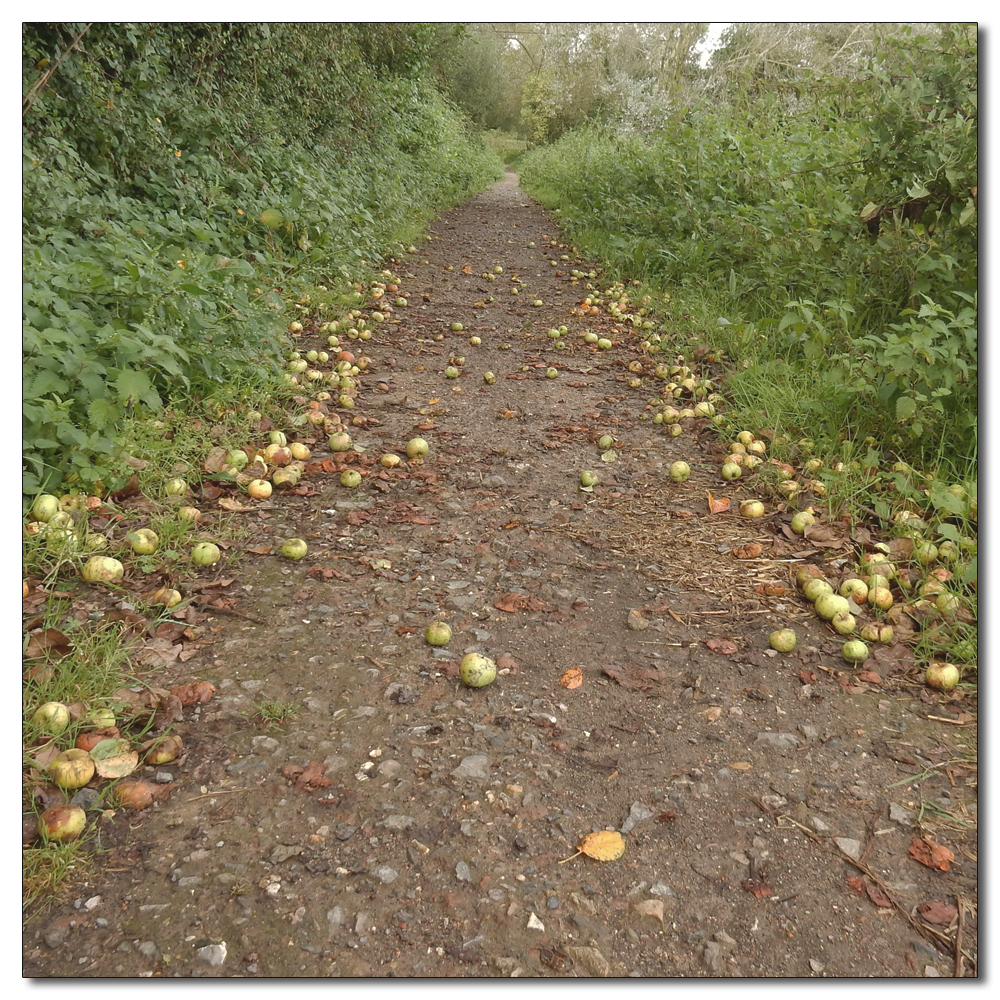 Windfall, Crab apples unable to hold on