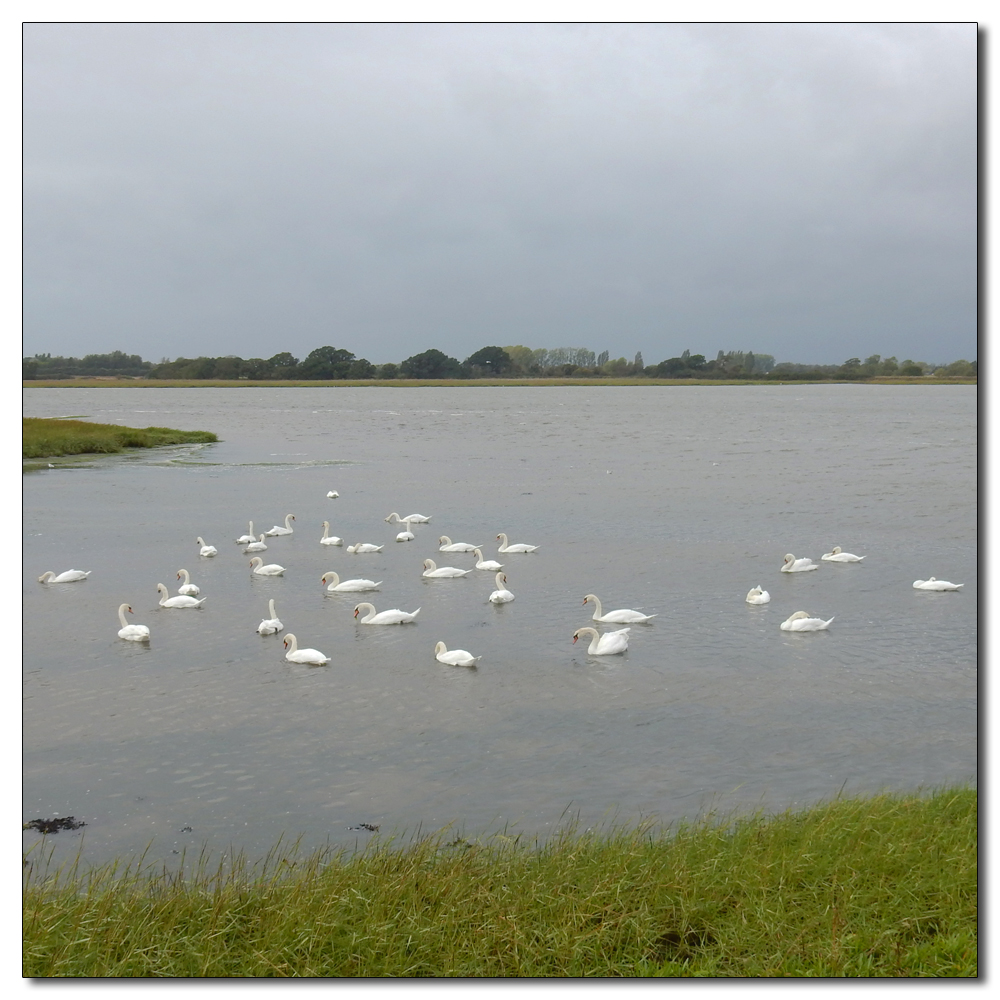 Swans on the Channel, 