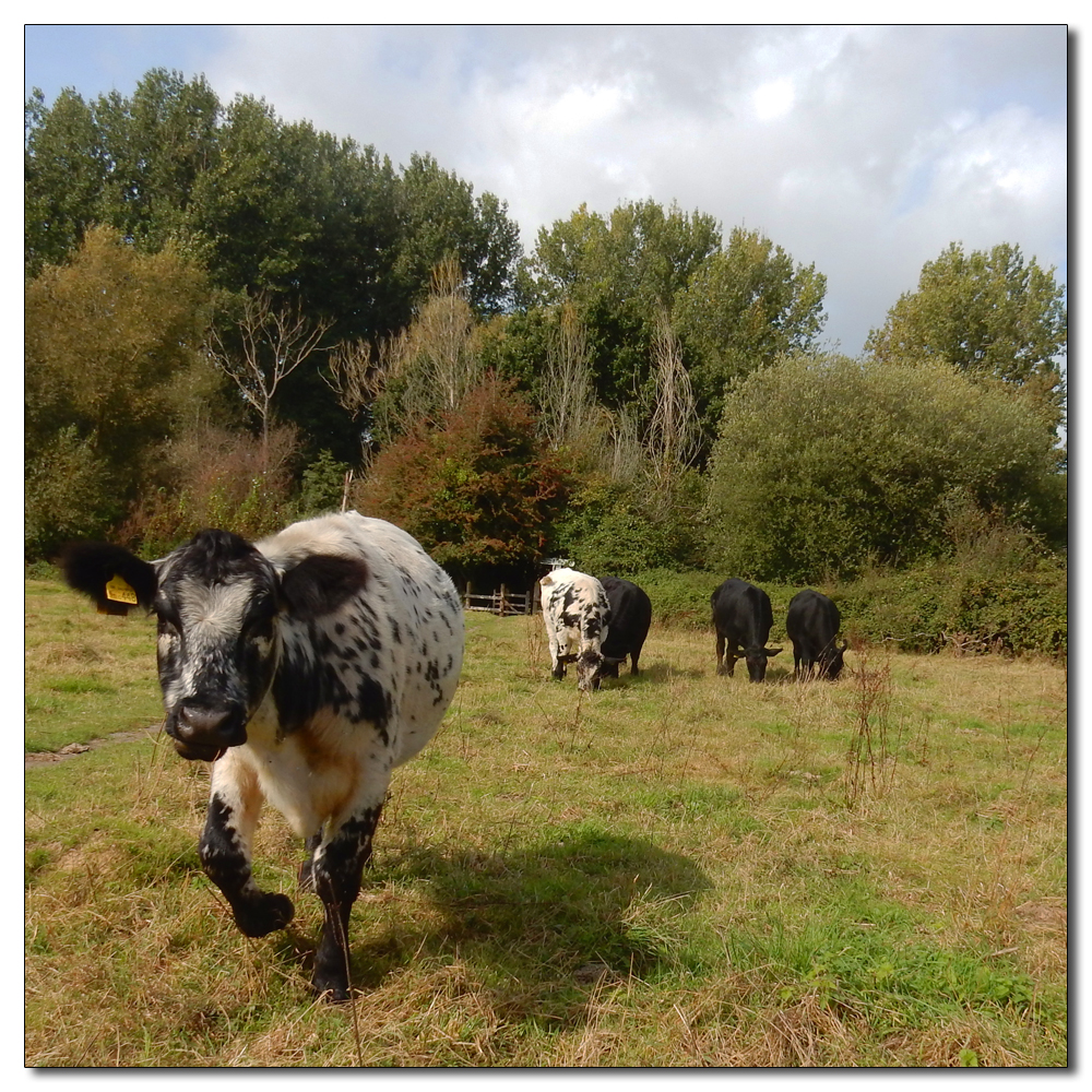 Cows in the meadow, 