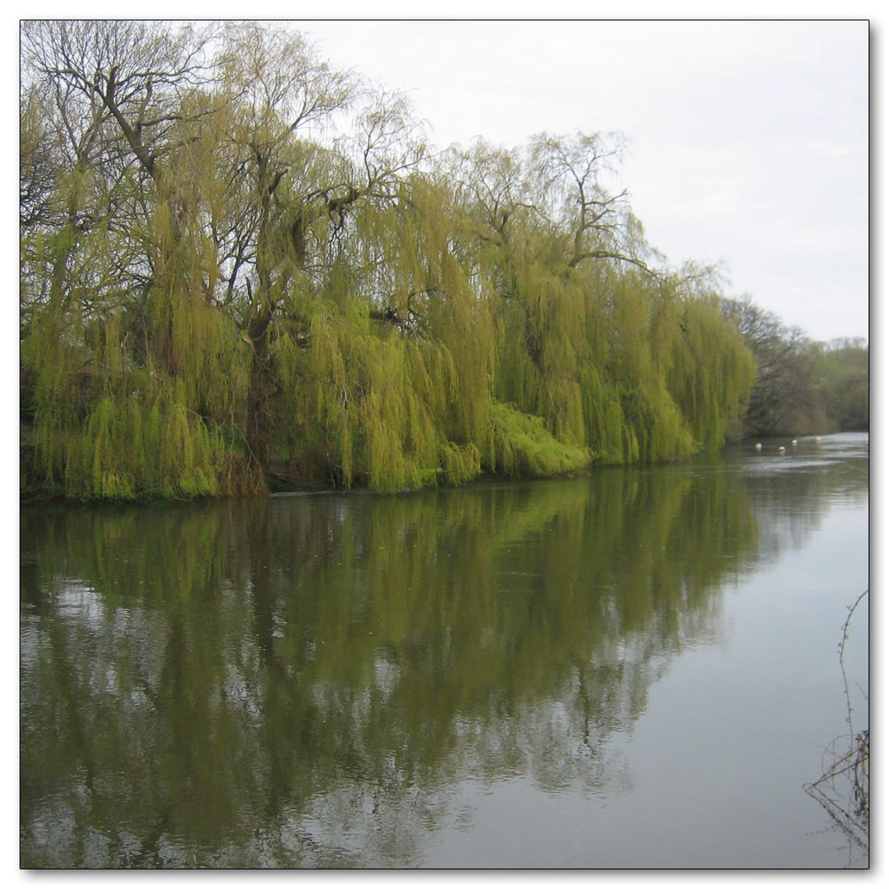 Christchurch, Dorset, Willows on the Stour