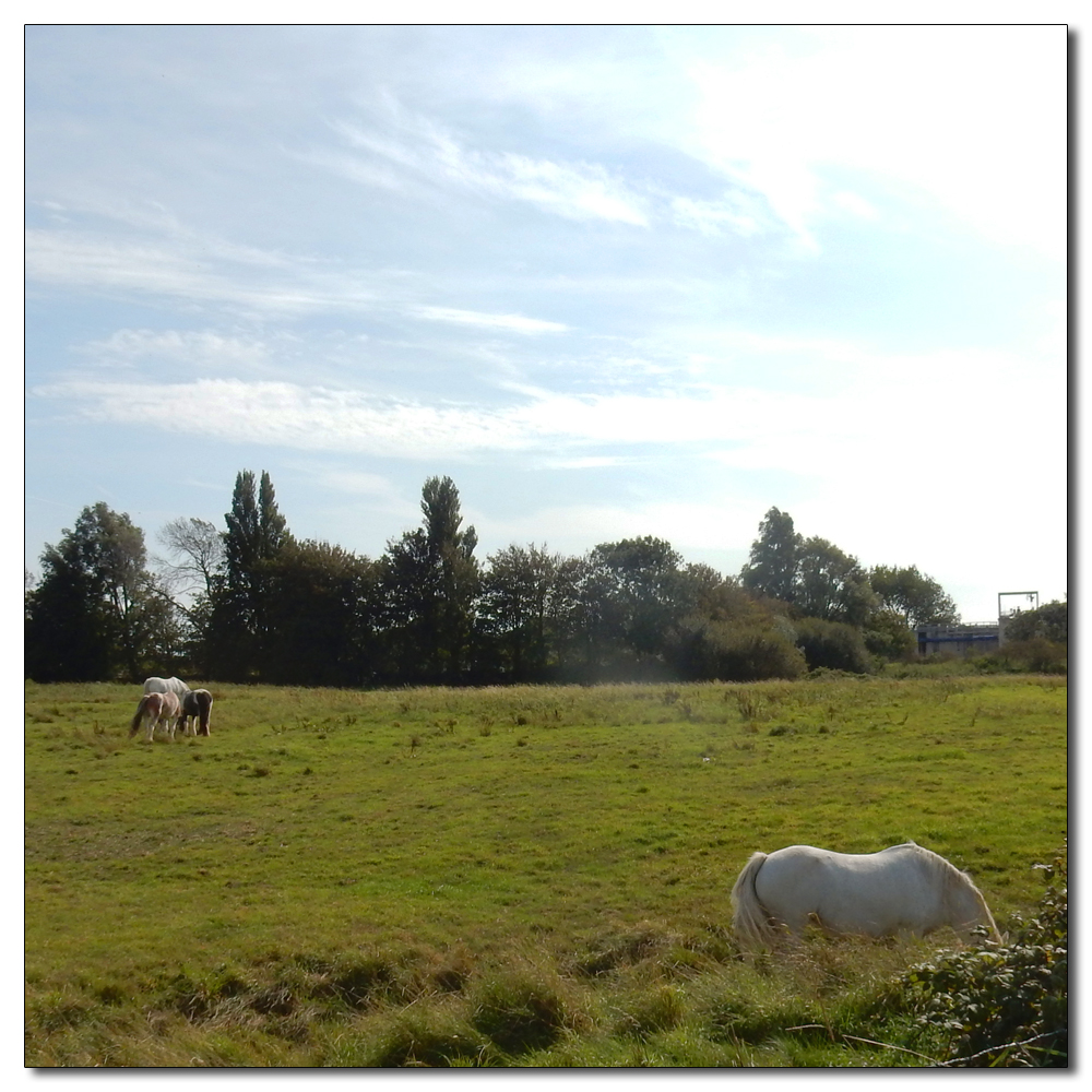 Clearing out the ditch, 