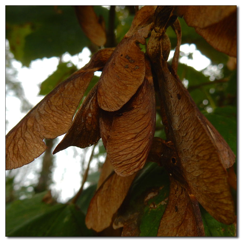 Sweet chestnut, Maple seeds