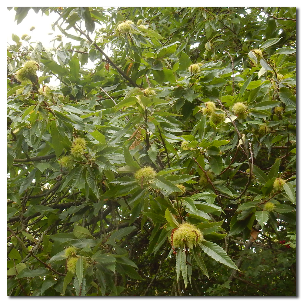 Sweet chestnut, 