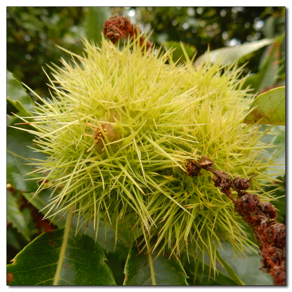 Sweet chestnut, Sweet chestnut