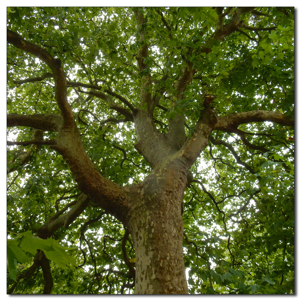 Sweet chestnut, 