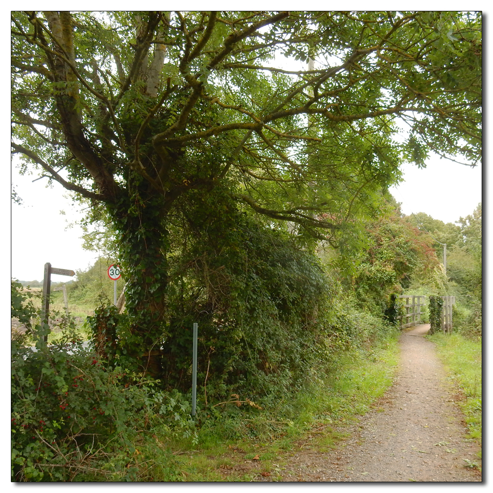 Sweet chestnut, 