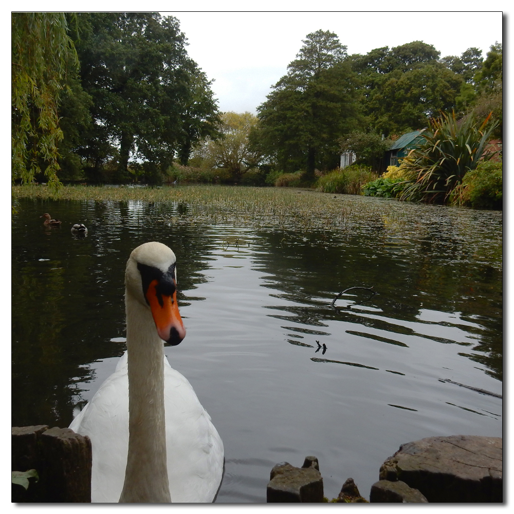 Swanning around, 