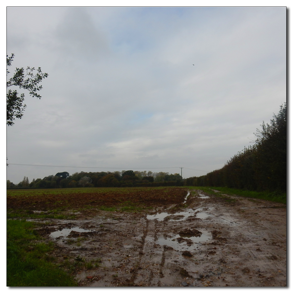 Waterlogged Fields, 