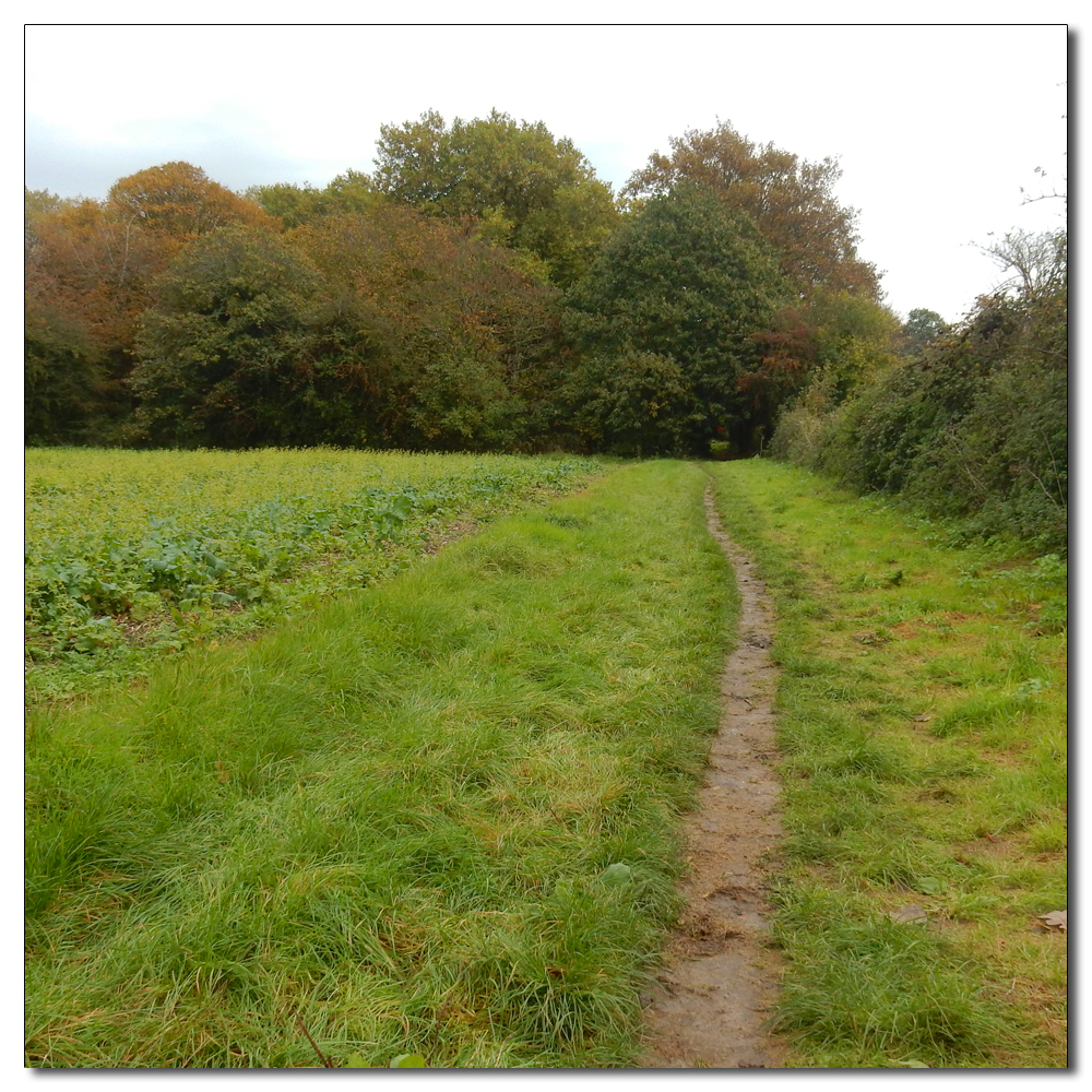 Waterlogged Fields, 