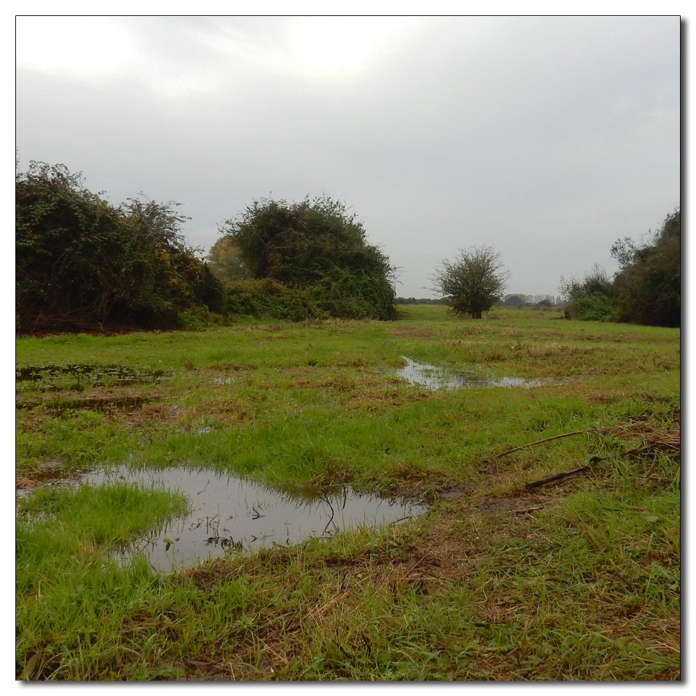 Waterlogged Fields, 