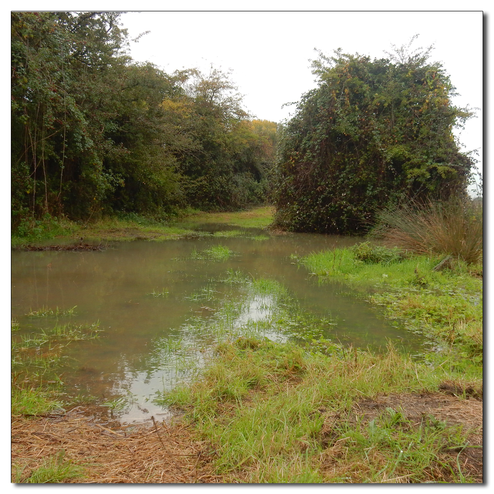 Waterlogged Fields, 