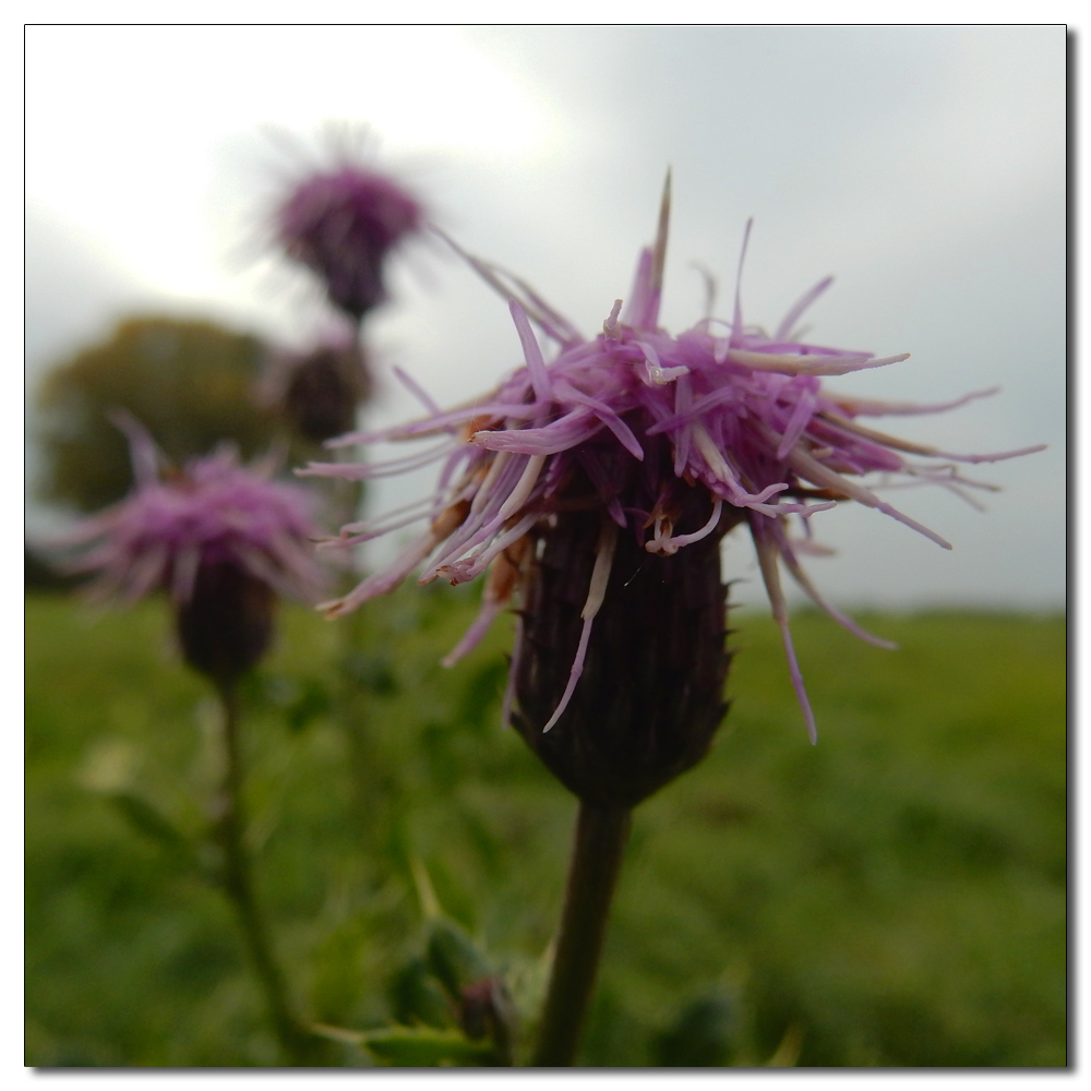 Waterlogged Fields, Creeping thistle (Cirsium arvense)