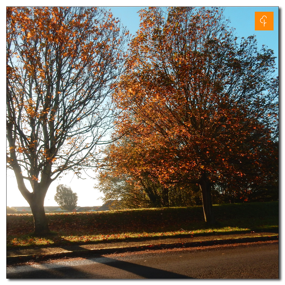 Littlehampton Parkrun, 163, Autumn colours