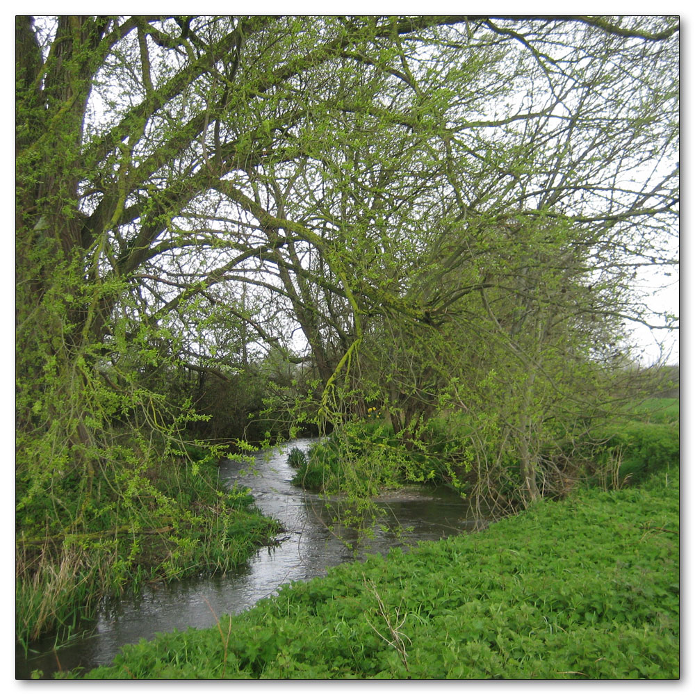 Along the River Lavant, River Lavant