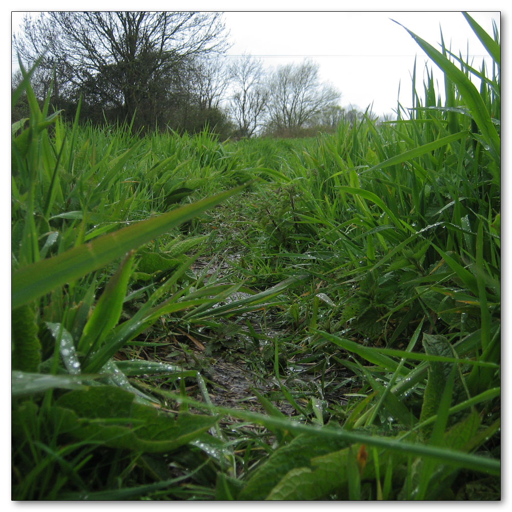 Along the River Lavant, 