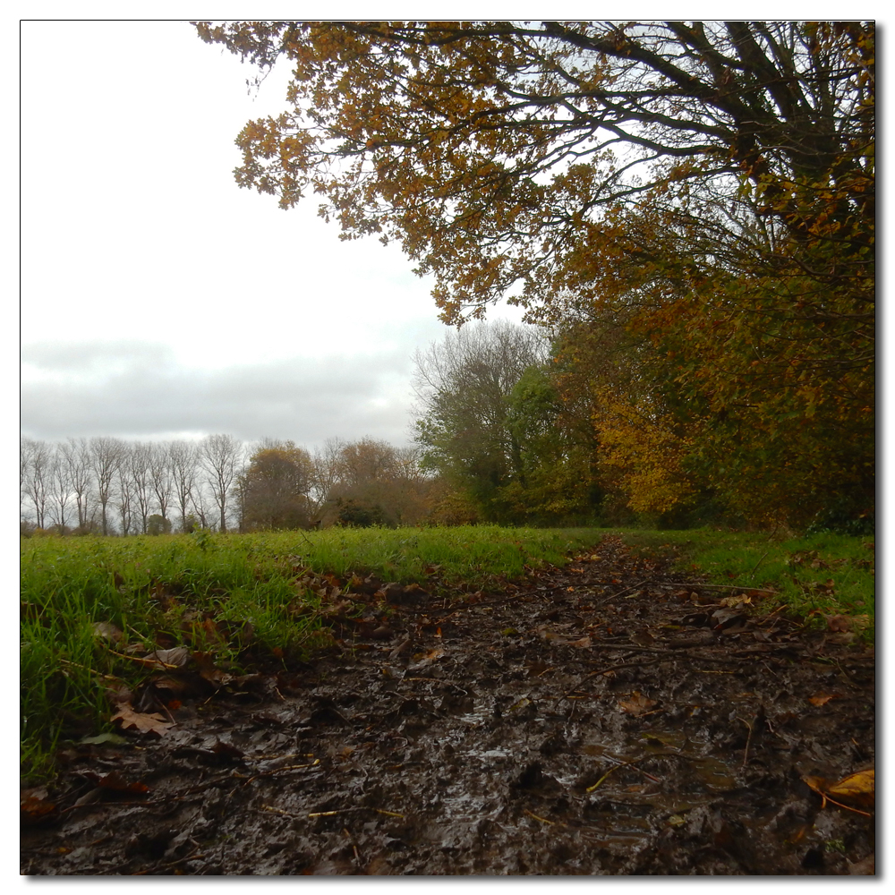 Mushroom hunting, 