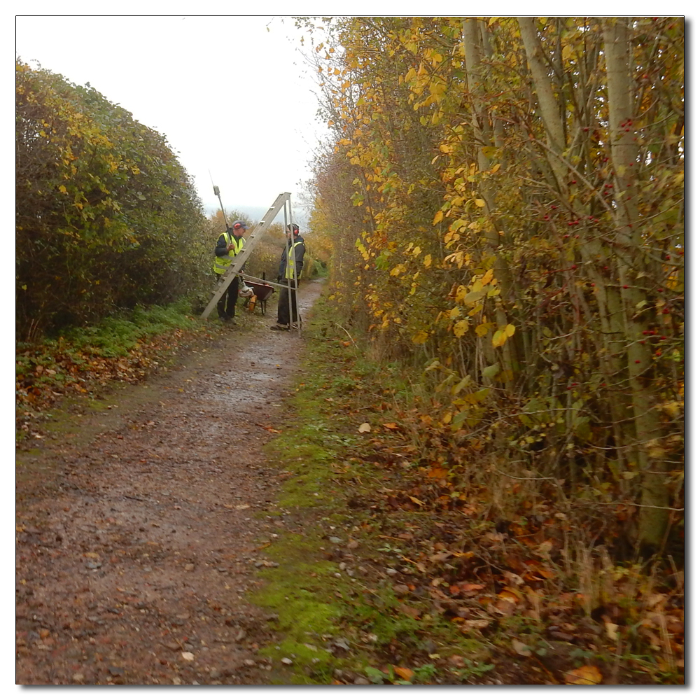 Mushroom hunting, Trimming the hedges