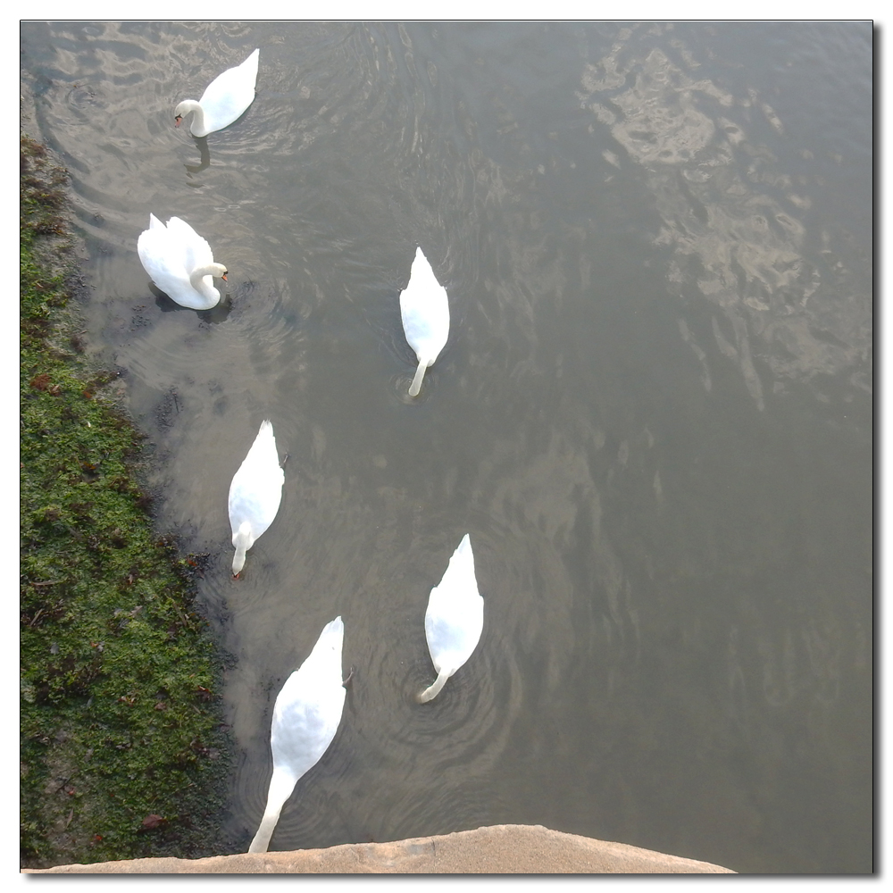 Six swans a swimming, 