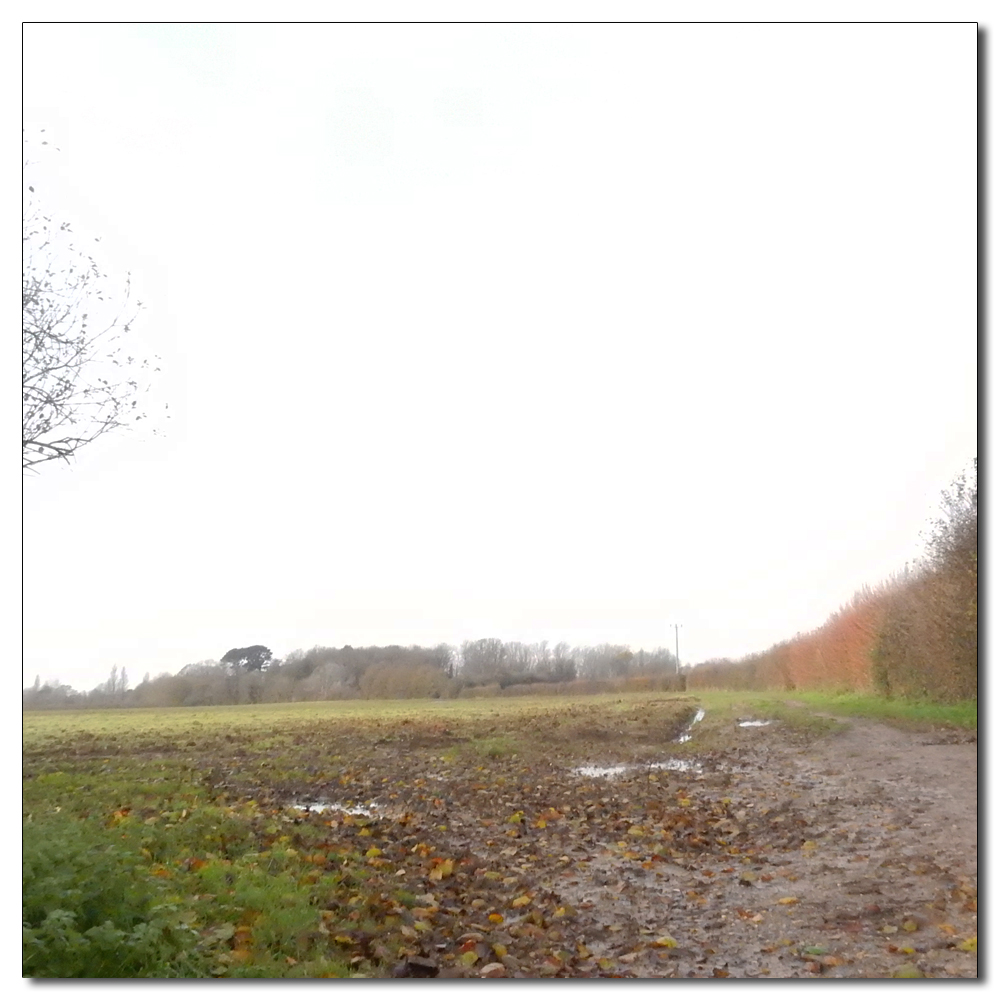 Deer in the fields, 