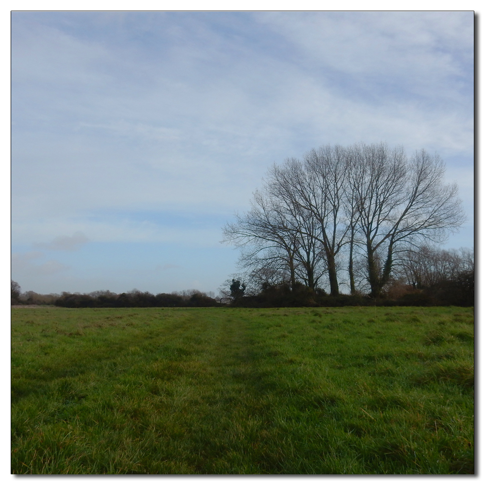 Deer in the fields, 